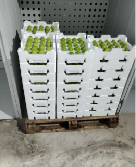 mg游戏试玩