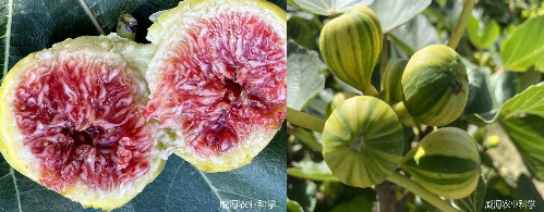 mg游戏试玩