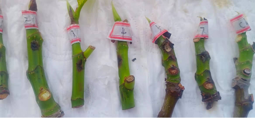 mg游戏试玩
